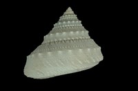 藏品(白鐘螺)的圖片